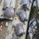 Tropical World Terrapins